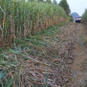 Sugar Cane Agricultural Farm Cutter Machine